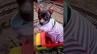 Собака идёт гулять с хозяйном.
