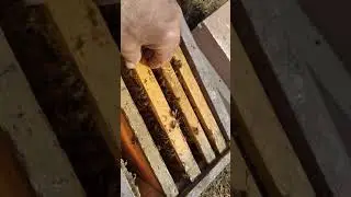 Зимовка запасных маток на 3 х рамках