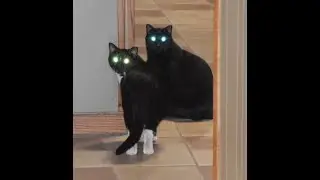 Cats play room nanny cam livestream (No Audio)