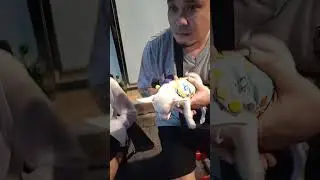 un Chihuahua en Thaïlande 