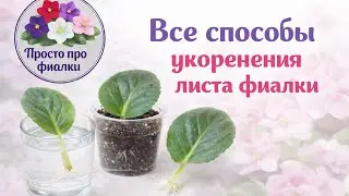 Как укоренить лист фиалки. Способы укоренения листа фиалки (сенполии)