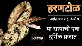 अहेतुल्ला सह्याद्रेंसिस I सहयाद्री हरणटोळ l sahyadri vine snake #viral #reels #snakes #shortsfeed