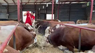 SACRIFICIAL LIVESTOCK CARE #9 2026