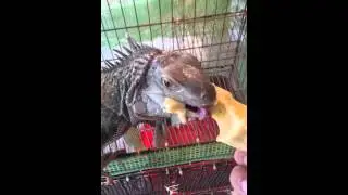 Banana time !!!!! Her favorite