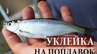 Ловля уклейки 🐟🐟🐠, хороший клёв 🐡🐠🐟рыбалка на Северском Донце !
