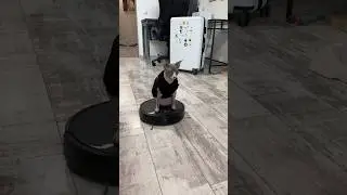 Хвостатые помощники😂