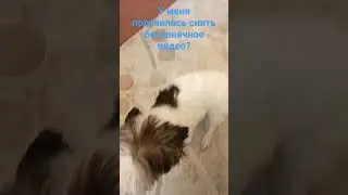 Мне понравилось, не залетит-сниму ещё#edsworld #edit #animation #ew #мойпитомец #собака #cat #pets