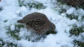 Куропатка добывает корм под снегом
