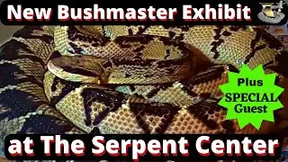 Bushmaster Vipers: Nature's Perfect Predator
