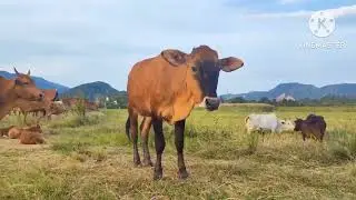 suara sapi berkeliaran melewati lumpur disawah