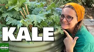 How to Grow Kale From Seed to Harvest
