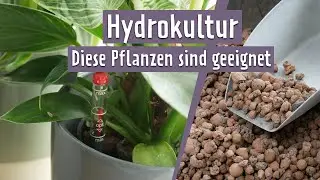 Diese Zimmerpflanzen eignen sich für Hydrokultur | MDR Garten