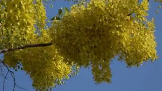 Indische gouden regen (Cassia Fistula)