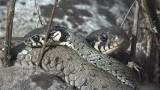Mating of grass snakes / Paarung der Ringelnatter