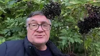 От комаров и для вина - черная  бузина!