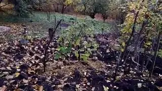 Наша дача 22.10.17г.