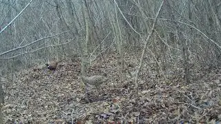 Pheasant