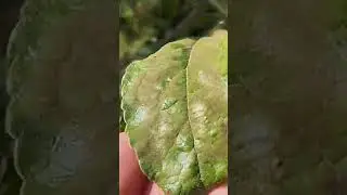 Обработанная яблоня и нет перед цветом. Разница. 17 ноября 2023 г.