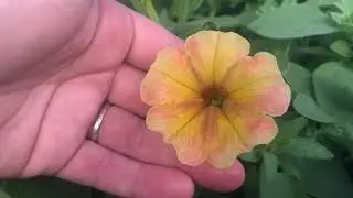 ОБЗОР РАССАДЫ: скоро в продаже 🌻🌼🌷