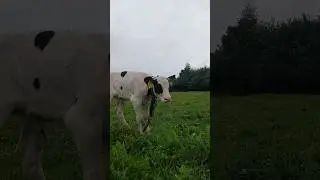 Озорная Белка 🐄. Маленькая,да удаленькая #жизньвдеревне #подсобноехозяйство #коровы #телята #молоко