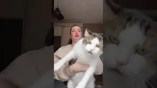 Блогерша и её дагестанский кот #юмор #рек #северныйкавказ #дагестан #махачкала #кошки