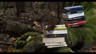 Memento Memo 04: A Fool in the Forest