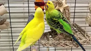 budgie sounds for lonely birds