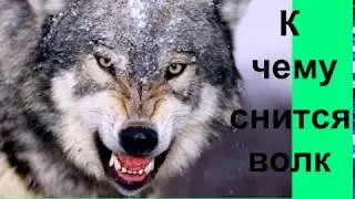 К чему снится волк.Сонник от Ирины