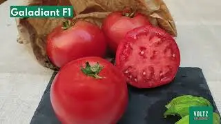 Les Tolériantes - La gamme de tomates déterminées avec tolérance mildiou pour le plein champ