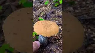 подосиновик