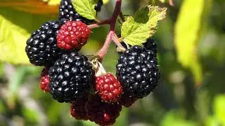 dry fruits name hindi and English//   dry fruits name in hindi and english with pictures