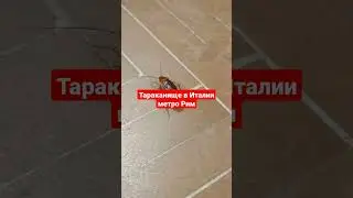 Огромный 🪳таракан по дороге в Рим