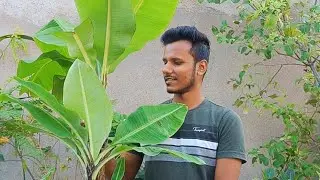 Repotting root bound banana plant