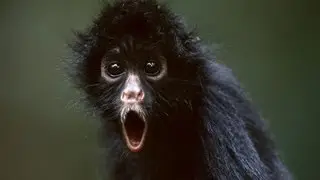 Jungle monkey Prank call to Asda/Walmart Feat Kounta