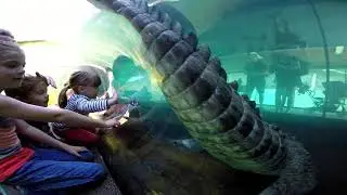 ZOO MIAMI. Crocodile