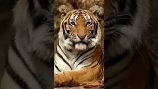 Lion vs tiger size comparison 