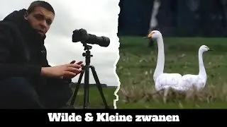 Arne Fotografeert ( seizoen 3 afl 11 ) Wilde & Kleine zwanen