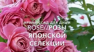 ROSE//Розы японской селекции
