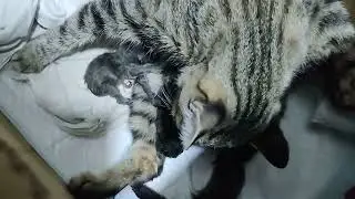 Мися родила!