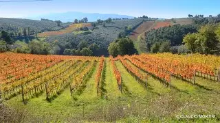 UMBRIA FOLIAGE LE VIGNE The vineyards in autumn - Full HD