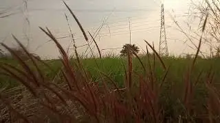 Video Background Bunga Rumput Sore Hari || Free Footage Video || No Copyright ||