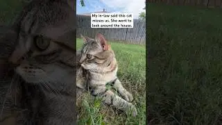 SOFIE CAT MISSES US. WE THINKING OF HER TOO #shortvideo #tabbycat #catlife #catvideo #catlover #cat