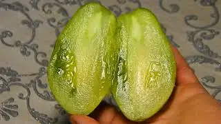 Томат Dwarf Saucy Mary гном. Тест первых зрелых плодов.