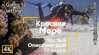 Рыбы Красного моря (с описанием). Настройки GoPro HERO 12. Часть 4. Египет. Дайвинг. (Сафага)