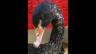 🖤🦢 
