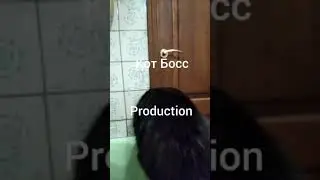 Кот Босс Волнения перед купанием)