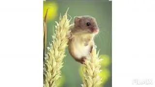 25 Естествознание Как стрекочет кузнечик