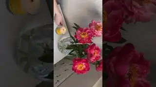 Я люблю эту жизнь 