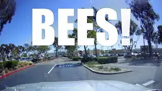 Clairemont Bee Swarm 2022 4k