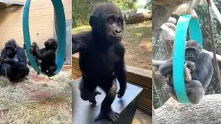 Gorilla Fun Time at Zoo Atlanta!